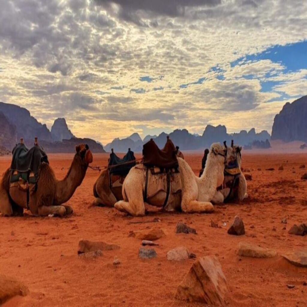 Wadi rum