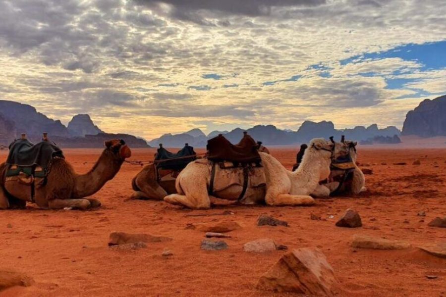 Wadi rum