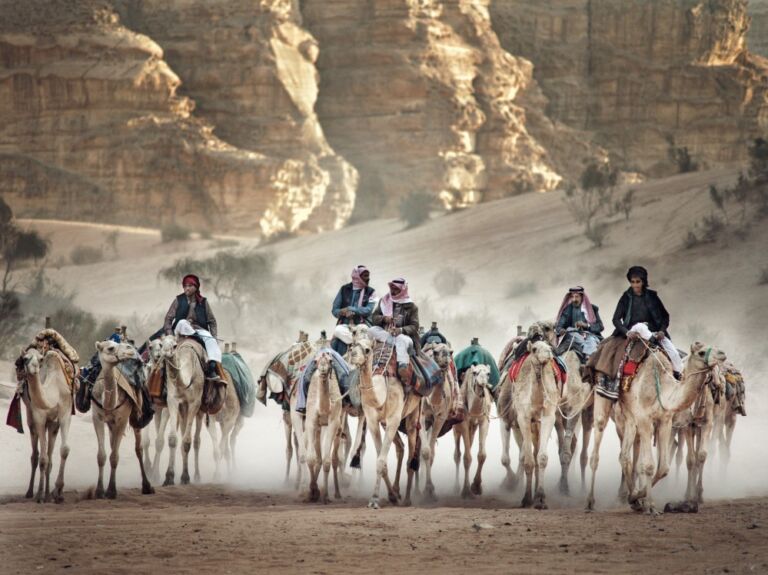 Desert Camels