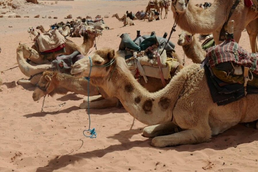 Wadi Rum - Petra